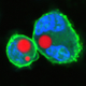 Injected oil droplets full of fluorescent dye
